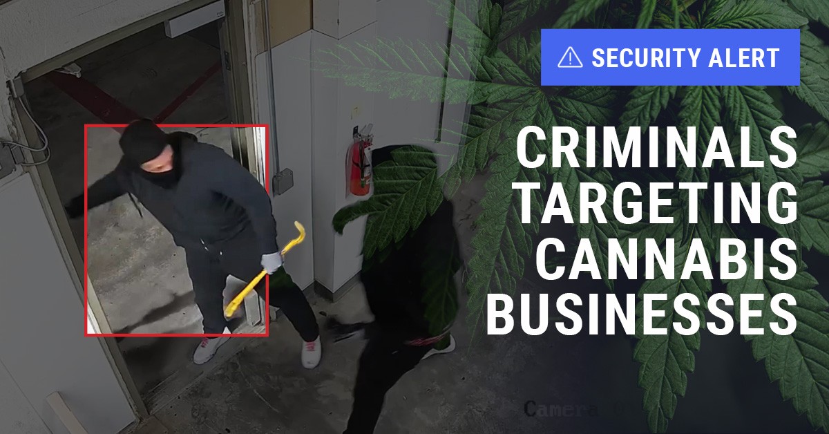 Edgeworth Crime Alert: Criminals Targeting Californian Commercial Cannabis Businesses