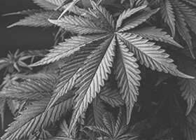 cannabis